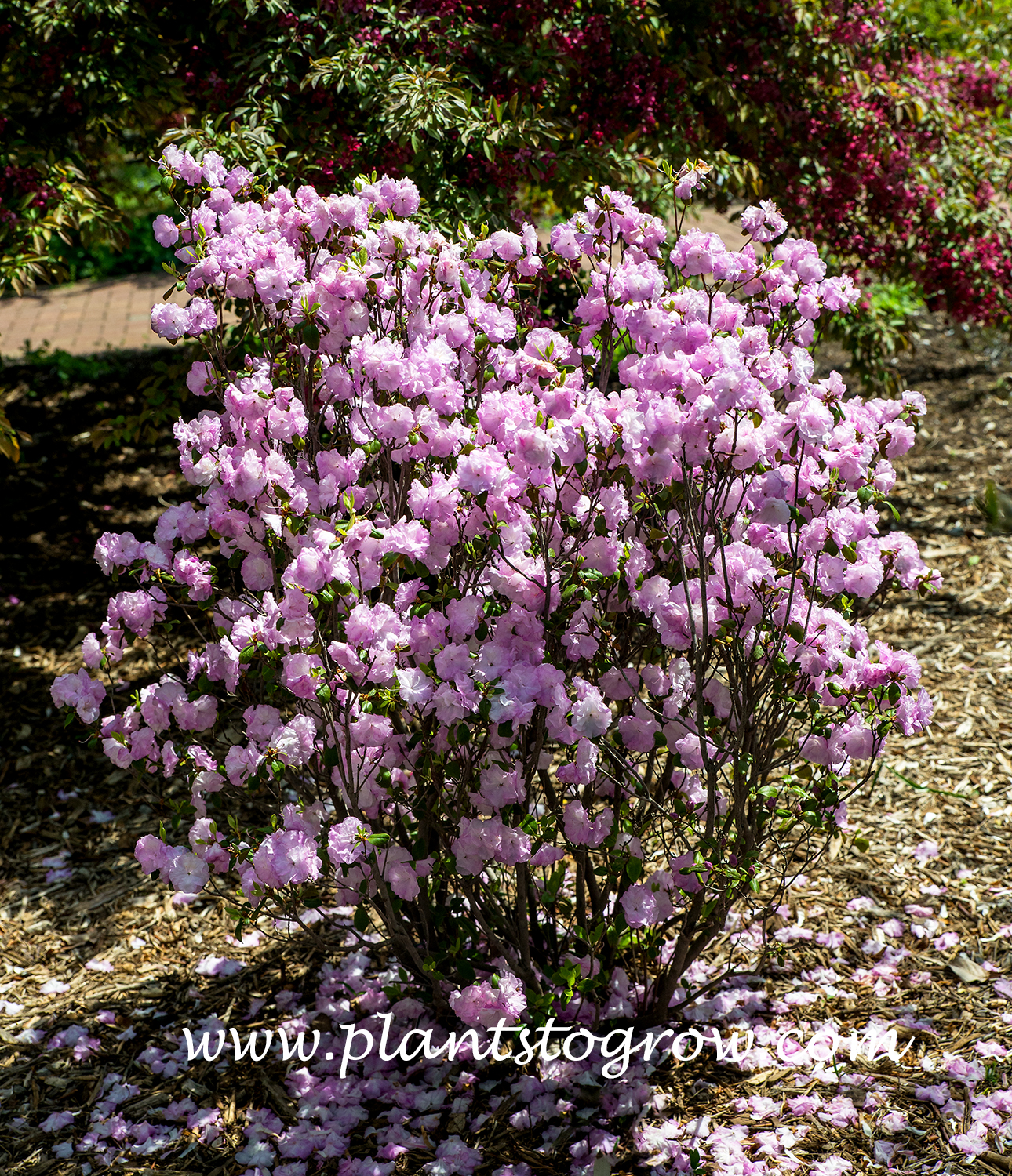 April Mist Rhododendron 
(May 15)